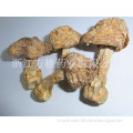 Agaricus Blazei Polysaccharide; Brazil Mushroom; ABM; Edible and Medicinal Mushroom; GMP/HACCP Certificate